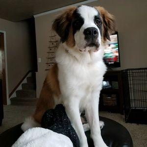 Meet your Posher, Pamela